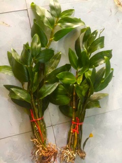 Lan rừng kiều  vàng