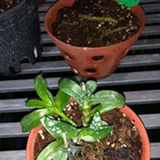 [FREESHIP - Xả Khô Máu] Hoa lan -5ct kiều phi yến gieo hạt (rễ khỏe, cao 7cm,cây năm 2)