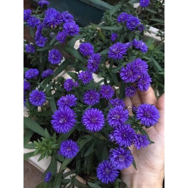 40 Cây giống hoa Thạch Thảo kép (gửi cây như hình 4)