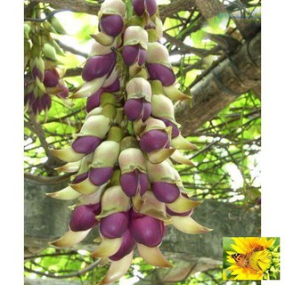 Hoa leo Huyết long 10 hạt