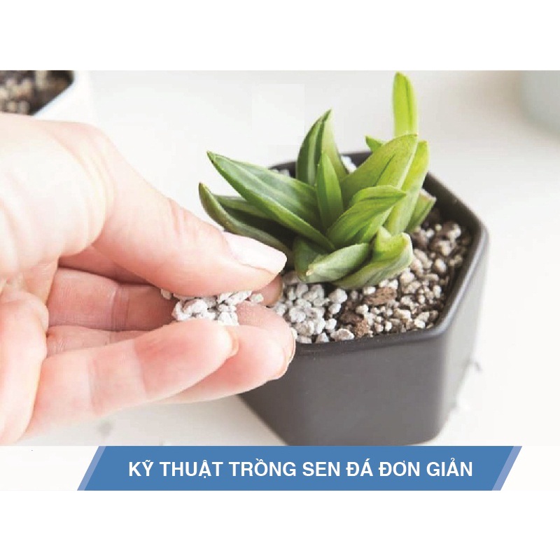 Đá Perlite/ Đá Trân Châu Lavamix 5Dm3 - Cực Phẩm Cho Sen Đá, Xương Rồng Không Thể Thiếu