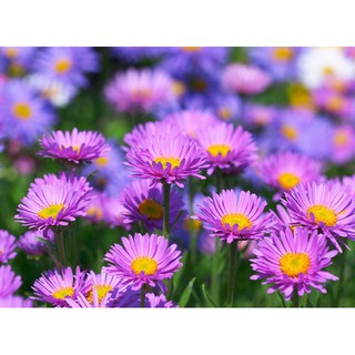 Hạt Giống Hoa Thạch Thảo mix nhập khẩu-  chuyên dụng.