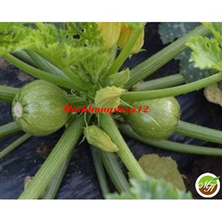10 Hạt Giống Bí Ngồi Qủa Tròn Tặng Kèm Kích Mầm Và Hướng Dẫn Ươm Trồng