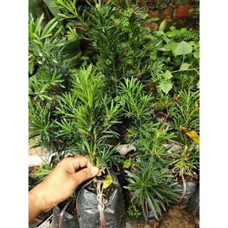 Combo 30 cây vạn niên tùng