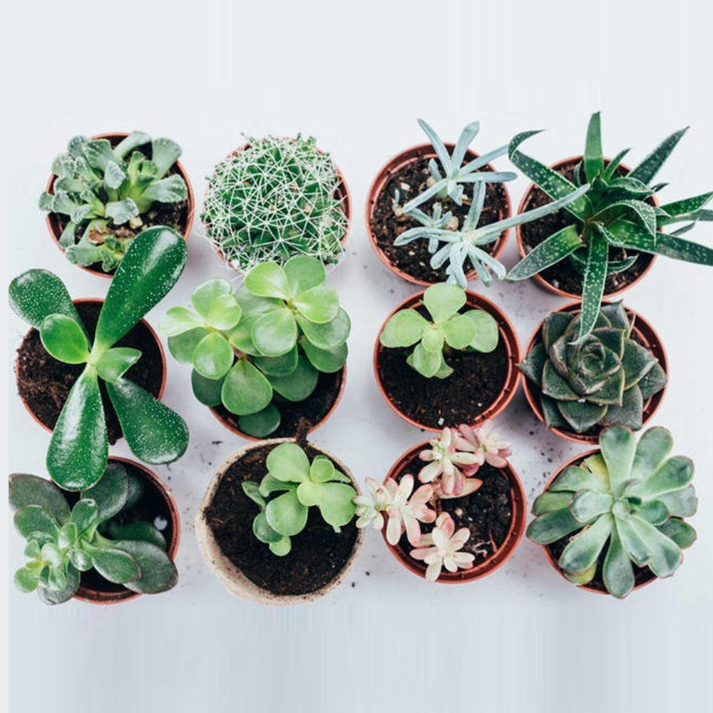 Set 25 Tấm Lưới Lót Đáy Chậu Cây Cảnh Chống Rò Rỉ Tiện Dụng