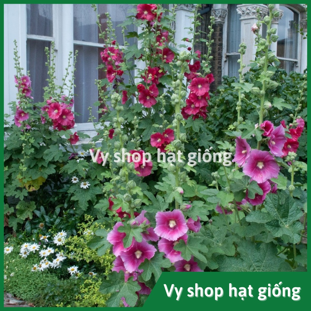 Hạt giống hoa mãn đình hồng đơn gói 50 hạt mix màu