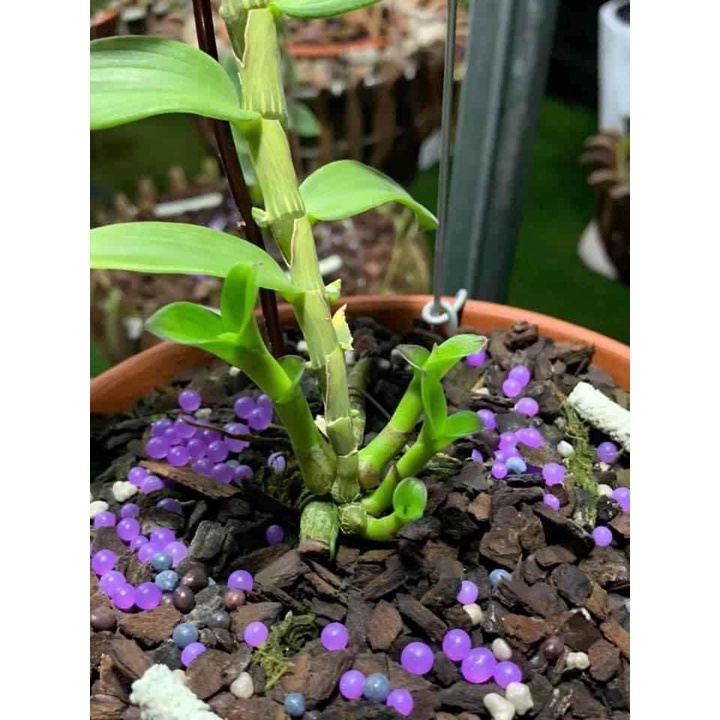 Phân bón tan chậm thông minh