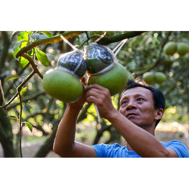 Khuôn tạo hình hồ lô TÀi LỘC 1 bầu- thường