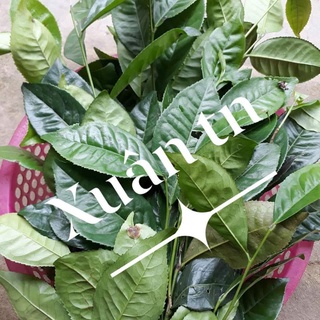 lá trà (chè) xanh tươi cả thân cành