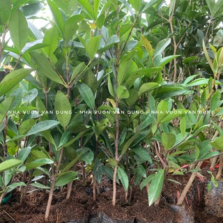 Cây giống cherry brazil (ảnh thật cây giống có sẵn tại vườn)