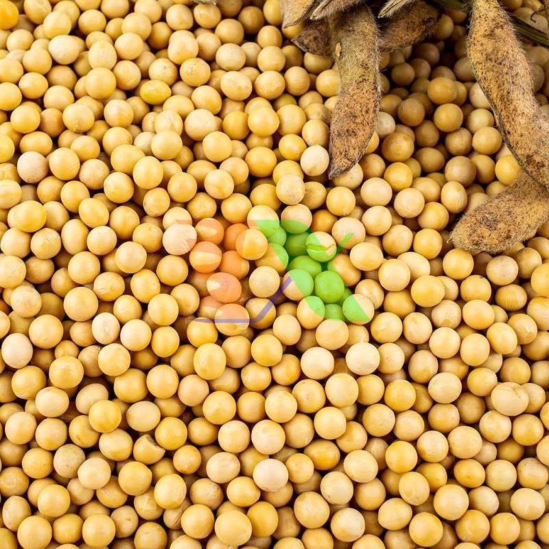 HẠT GIỐNG MẦM ĐẬU HÀ LAN KHÔNG CÓ CHẤT BẢO QUẢN (Gói 0.5kg)