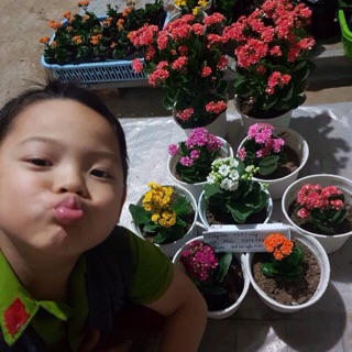 Hoa sống đời kép nhiều màu