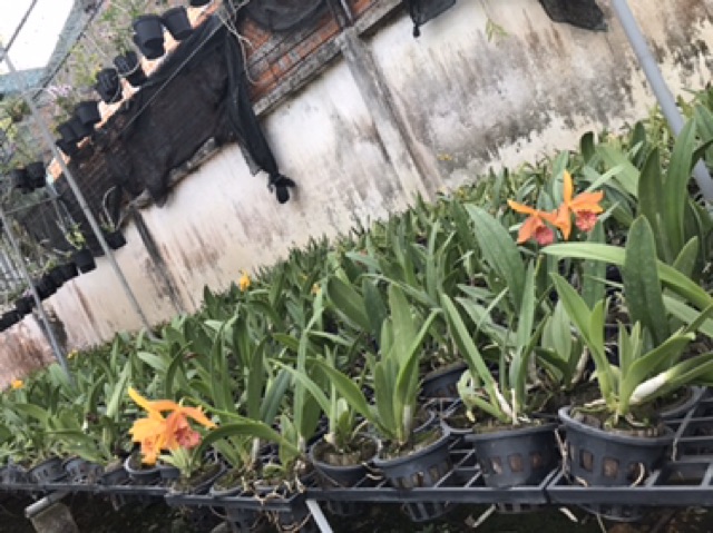 Hoa lan catt Đài Copper Queen