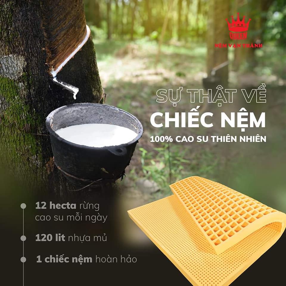 Nệm Cao Su Vạn Thành Standard THIÊN NHIÊN 1MX2MX10CM