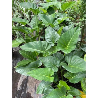 Cây đại hoàng Phú