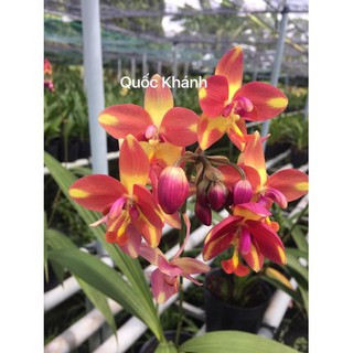 CHẬU GIỐNG HOA ĐỊA LAN CHU ĐỈNH MÀU VÀNG HỔ PHÁCH (ĐỊA LAN CHU ĐINH MÀU VÀNG HỔ PHÁCH) - NCDLGHDLCDMVHP