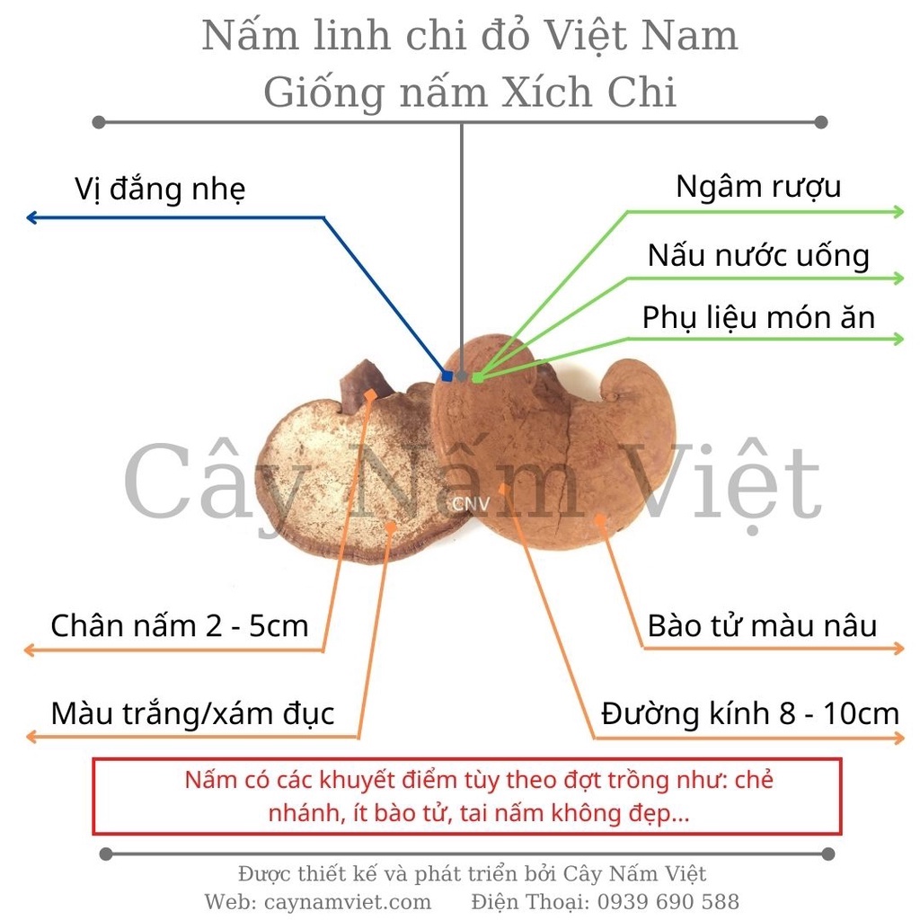 Nấm linh chi đỏ Việt Nam 500g loại thường (Giống nấm xích chi)