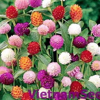 Hạt Giống Hoa Cúc Bách Nhật Mix ( Gói 100 hạt ) - STHG2