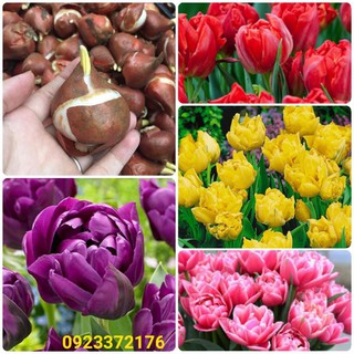 Củ Tulip kép giống chuẩn Hà Lan đã có mầm (SIÊU ĐẸP)