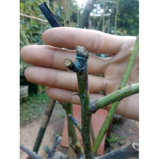 CHẾ PHẨM SINH HỌC REBIO 💞𝐎𝐋𝐈𝐆𝐎 𝟏𝟎𝟎𝐦𝐥💞- Đặc trị nấm xanh-trắng, thán thư, rỉ sắt, vàng lá, thối rễ...trên cây trồng