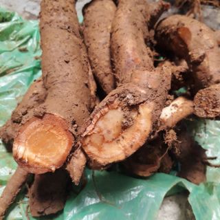 củ gai tươi 2.5kg