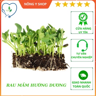 Hạt giống rau mầm hướng dương Rạng Đông RADO 04