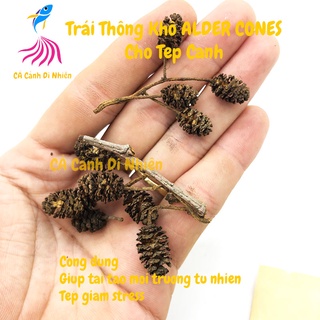 Trái thông khô alder cones cho tép cảnh hồ cá thủy sinh
