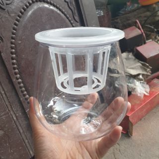 Combo 5 chậu trồng thủy sinh bằng nhựa miệng 10cm