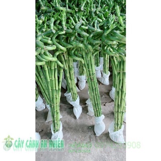 Phát Tài Xoắn 10 cây