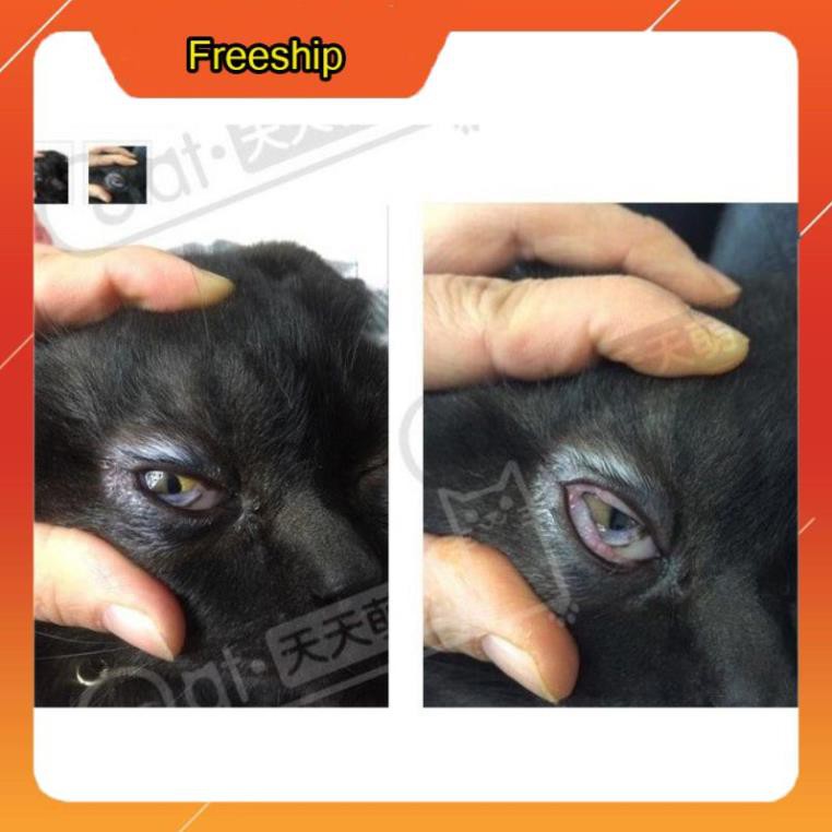 [FreeShip] COMBO Lysine, Taurine uống và Nhỏ mắt mũi cho mèo (trị calici, herpes viruss)viêm loét giác mạc, xổ mũi