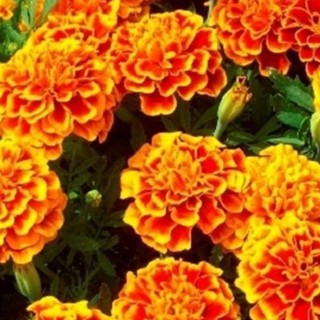 50h Hạt Giống Cúc Vạn Thọ Ban Mai Lùn 30cm Đỏ Đậm Rìa Vàng ĐẠI GIẢM GIÁ TẾT