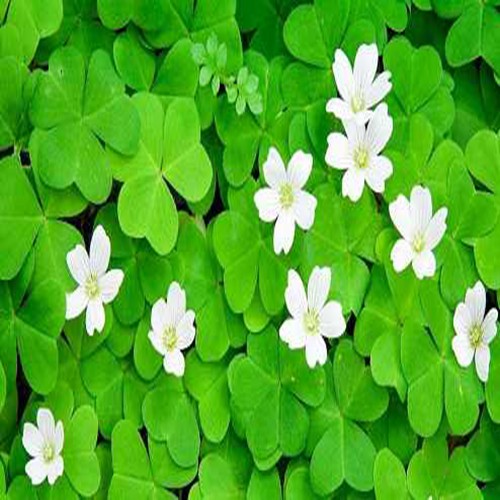 Hạt Giống Cỏ 3 lá, cỏ 4 lá