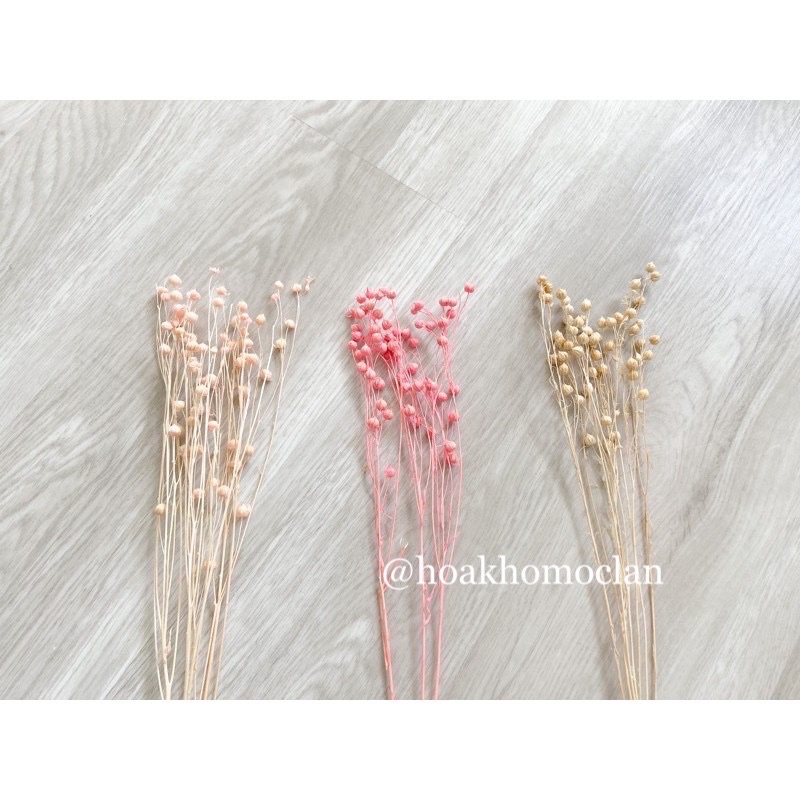 Hoa cỏ khô Flax decor trang trí cắm hoa