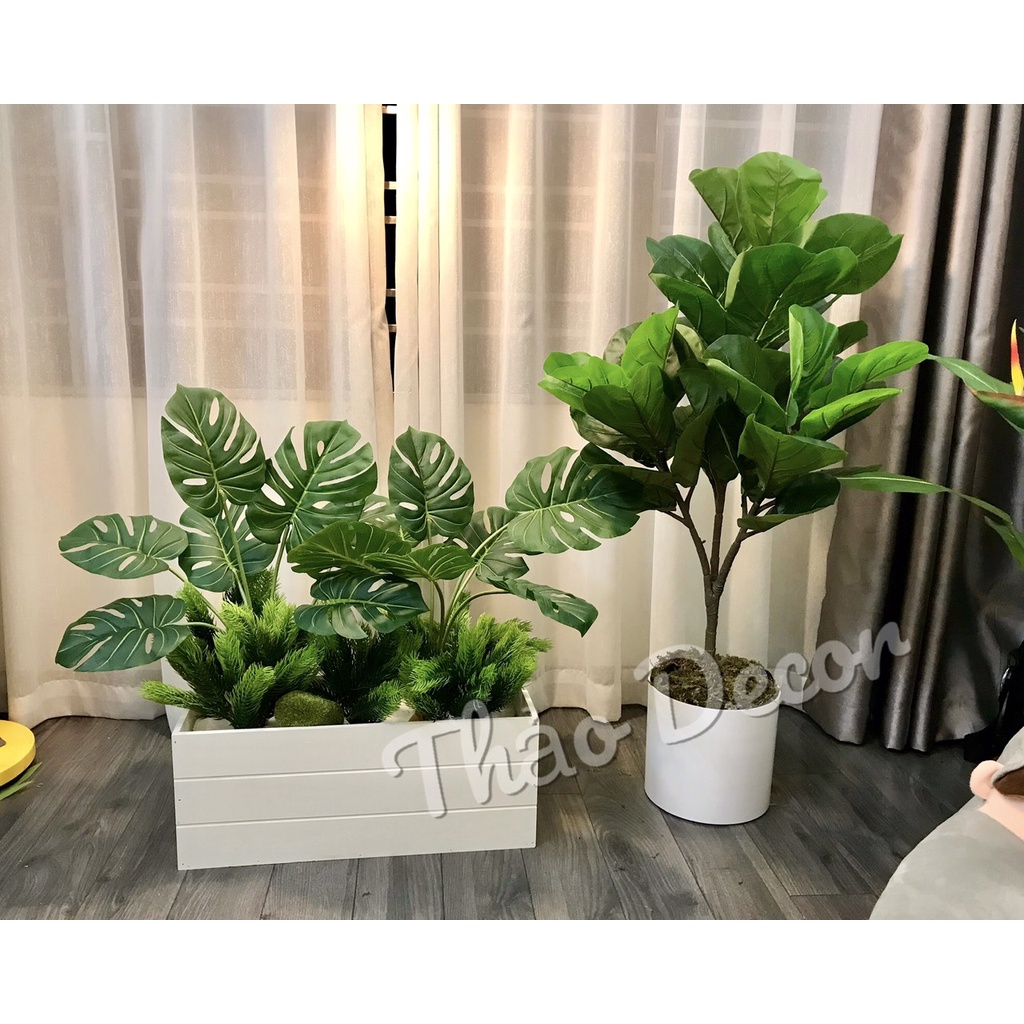 Bồn cây lá Monstera