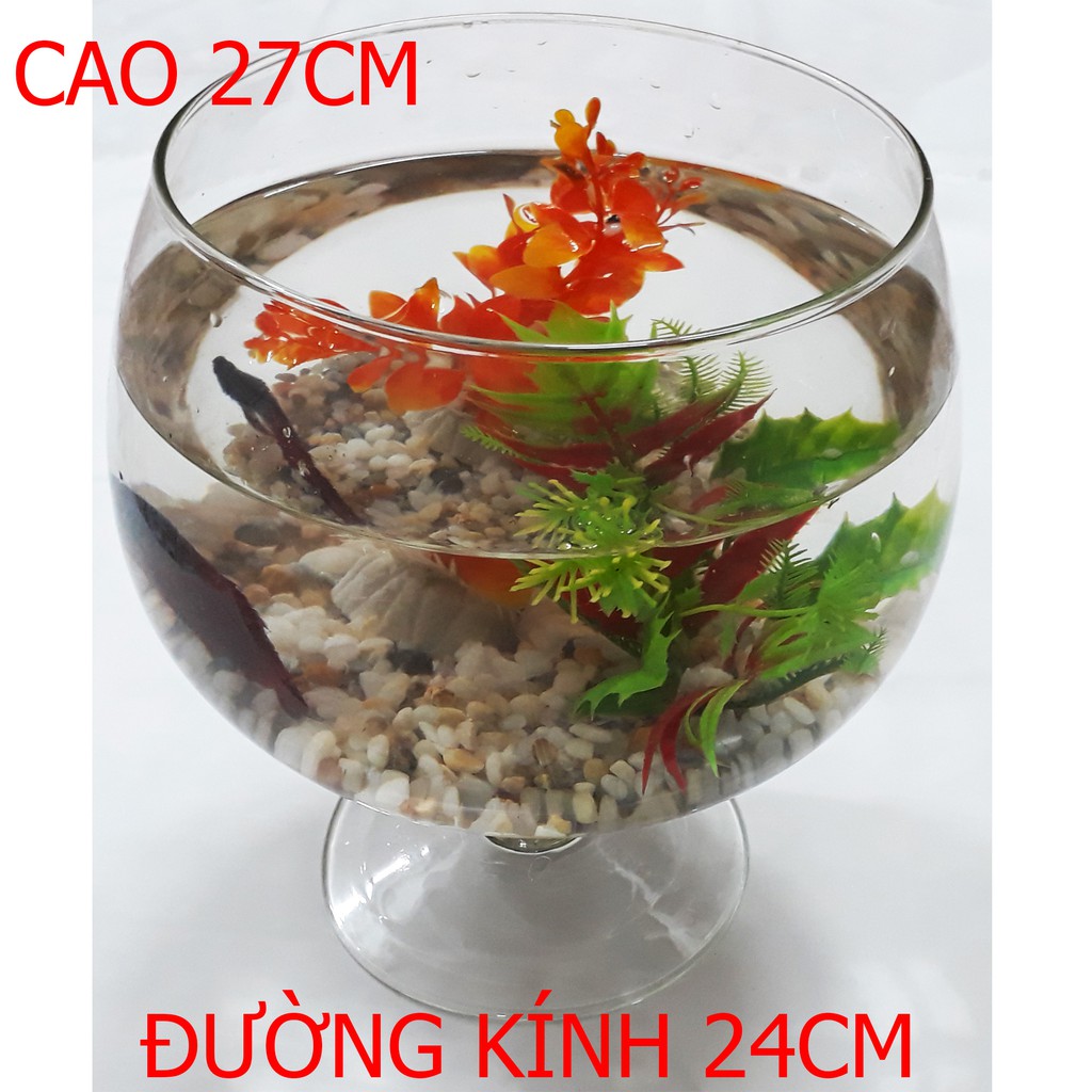 Bể Cá Ly Lớn LC1 - Hồ Cá Để Bàn - Chậu Cá Thủy Tinh 27x24x24 [LC1]