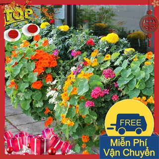 Combo 2 Gói Hạt Giống Hoa Sen Cạn