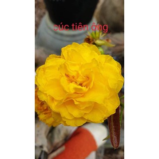 Mai Cúc Tiên Ông ( Cúc 7 Tầng )
