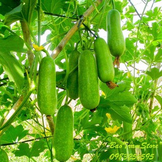 Hạt giống bí đao chanh lai LS48 F1 gói 0,5 gram xuất xứ Thái Lan