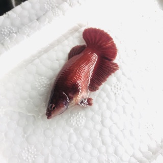 BETTA SUPER RED ( mái bầu )