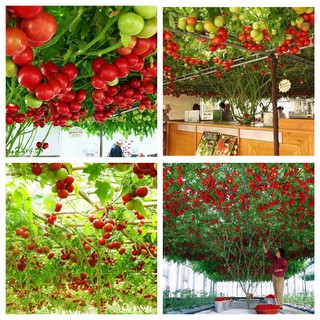 Hạt giống Cà chua bạch tuộc ( cà chua leo giàn 10 hạt )TẶNG kèm 3 viên nén ươm hạt