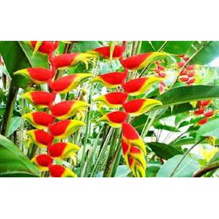 CỦ GIỐNG CÂY CHUỐI HOA THÁI MIXX ĐỦ MÀU