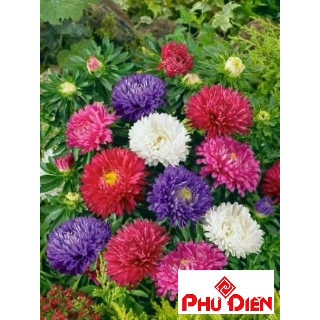 Gói 100 hạt giống hoa cúc magic  PHÚ ĐIỀN
