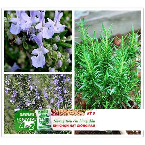 10h Hạt Giống Hương Thảo Rosemary