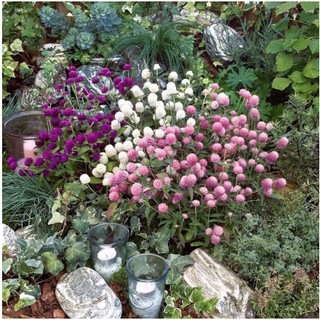 50 Hạt hoa bách nhật mic màu