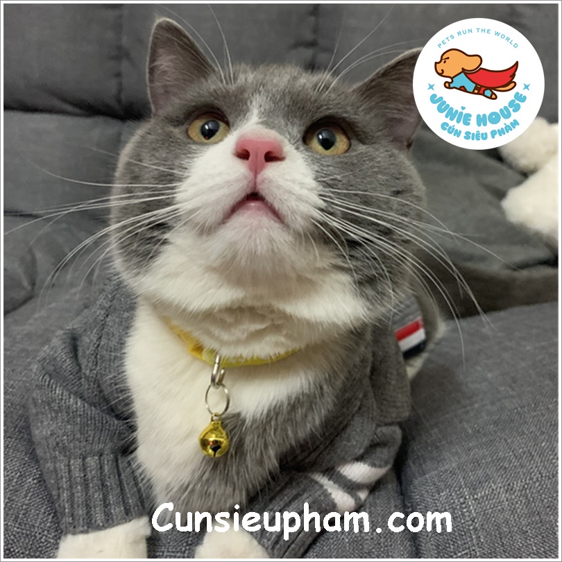 Áo len cardigan T.B xám sang trọng đồ Tết cho chó mèo