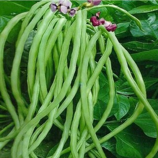 Hạt giống đậu đũa cao sản