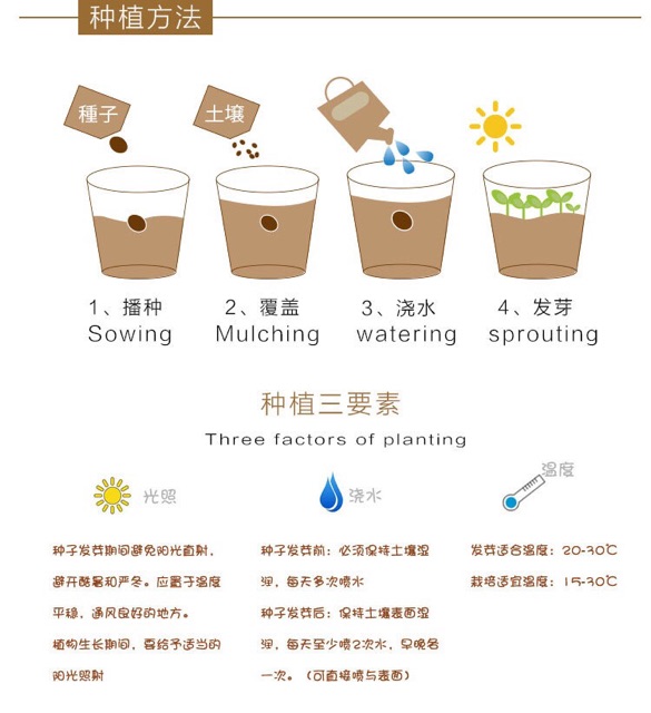 Bộ trồng cây mầm tưới nước tự nảy mầm | BigBuy360 - bigbuy360.vn