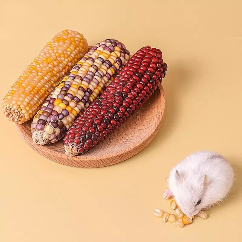 Bắp Dinh Dưỡng Mài Răng cho Hamster | Thú Nhỏ