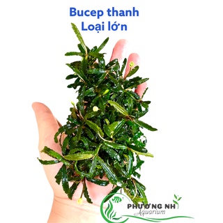 Cây Bucep dạng thanh