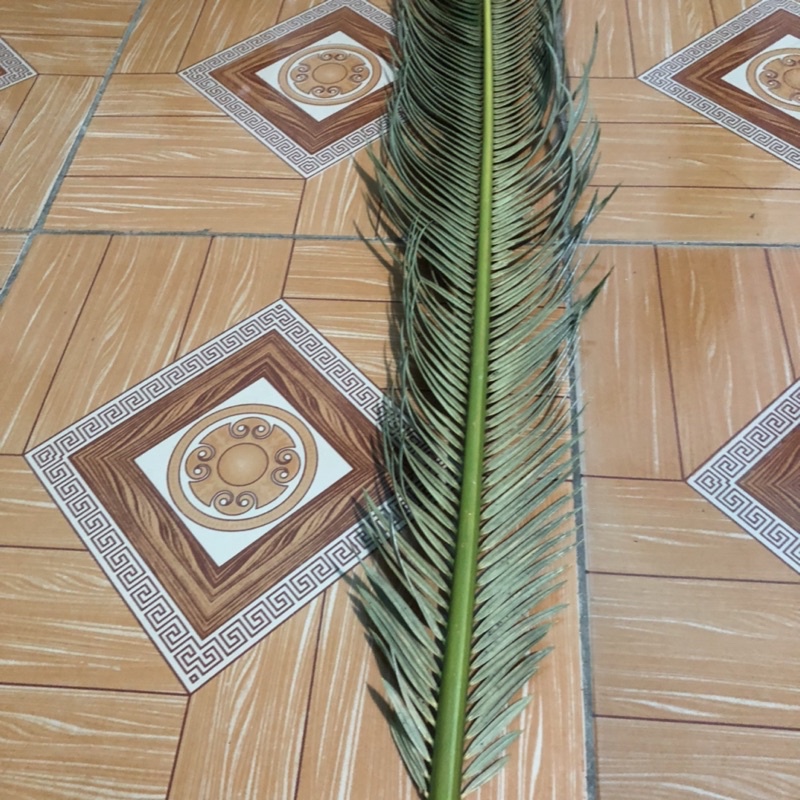 Lá vạn tuế tự nhiên phơi khô cắm hoa,decor trang trí